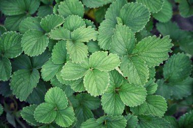 Yeşil çilek yapraklarının arka planı