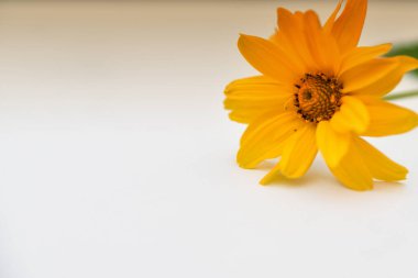 Beyaz arkaplanda büyük sarı çiçek ve metin için boşluk