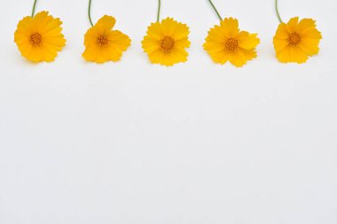 Beyaz arkaplanda sarı çiçekler ve metin için boşluk