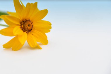 Mavi-beyaz arka planda büyük sarı bir çiçek ve metin için bir yer.