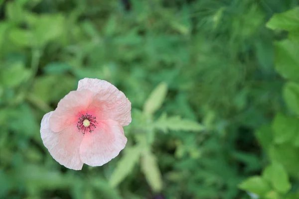 Rosa Vallmo Blomma Grön Bakgrund Blad — Stockfoto