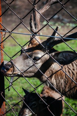 Geyiklerin boynuzlu portresini kapat.