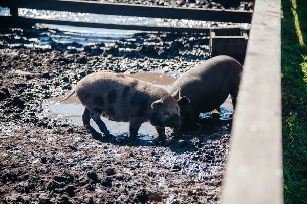 Gruppo di maiali grigi in giro per Altay Farm — Foto Stock