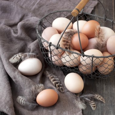 Tavuk renkli yumurta