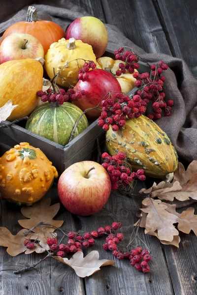 Petites citrouilles et pommes sur boîte en bois, style rustique — Photo