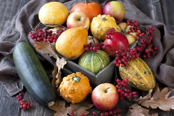 Citrouilles et pommes automnales, récolte — Photo