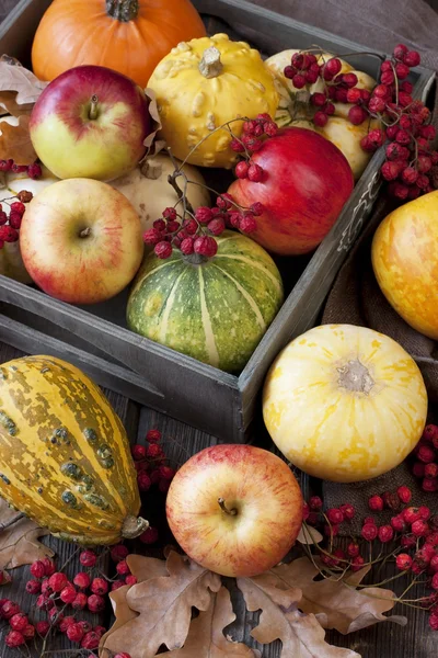 Φθινοπωρινό κολοκύθες και τα μήλα, συγκομιδή — Φωτογραφία Αρχείου
