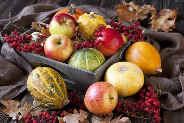Φθινοπωρινό κολοκύθες και τα μήλα, συγκομιδή — Φωτογραφία Αρχείου
