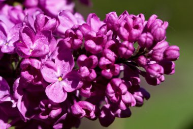 çiçek açan mor Lila bush