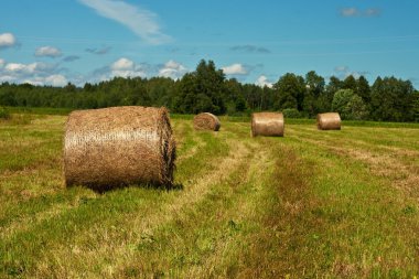 Samanlıkta sahada. Yaz konsepti