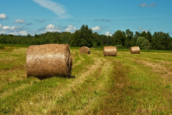 Samanlıkta sahada. Yaz konsepti