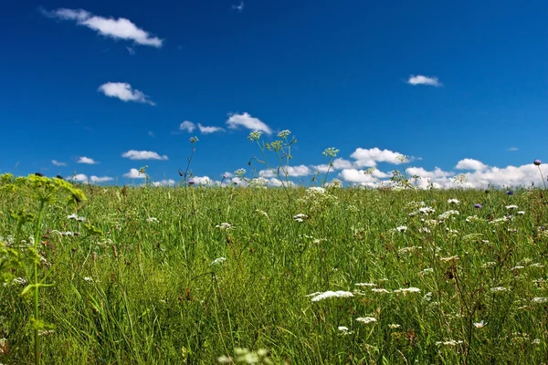 Verano flores prado — Foto de Stock