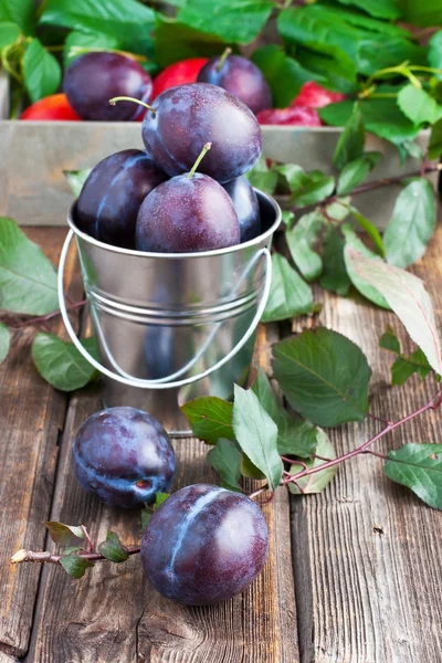 Fresh plums in bucket on wooden board — Stock Photo, Image