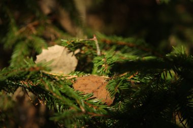 Natute sonbahar arka plan 