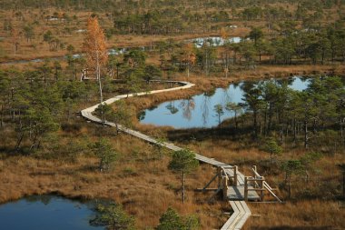 Manzara bataklık, ayakta su ile orman bataklık. 