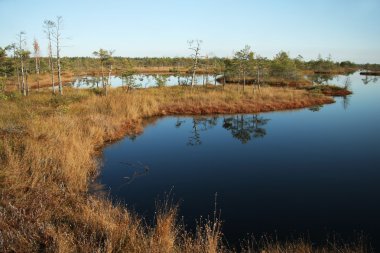 Manzara bataklık, ayakta su ile orman bataklık. 