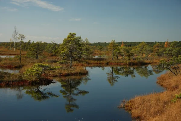 Jesienią bagna. Kemeri, Łotwa — Zdjęcie stockowe