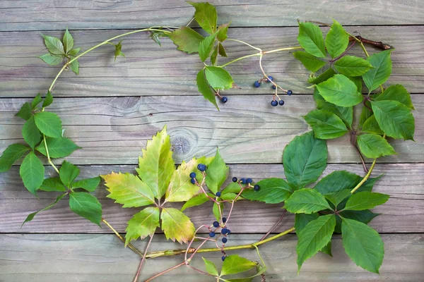 Feuilles de raisin d'automne sur fond bois — Photo