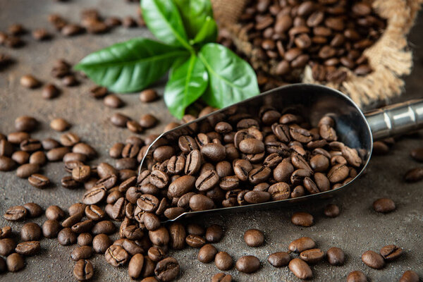 Food background with black roasted coffee beans and scoop  with coffee. Selective focus with shallow depth of field