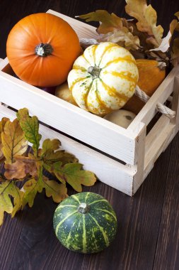 Masada ahşap kutusunda küçük kabak