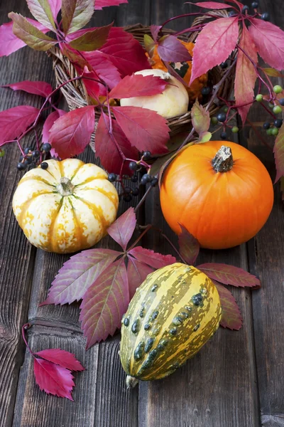 Natura morta con zucche colorate — Foto Stock