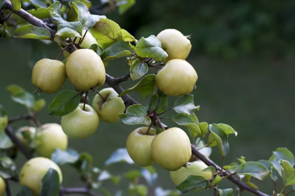 木の上の熟したリンゴ — ストック写真
