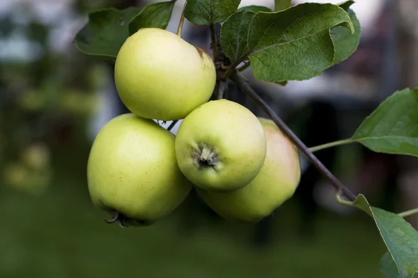 木の上の緑のリンゴ — ストック写真