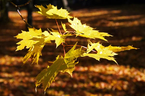 Feuilles d'automne colorées — Photo