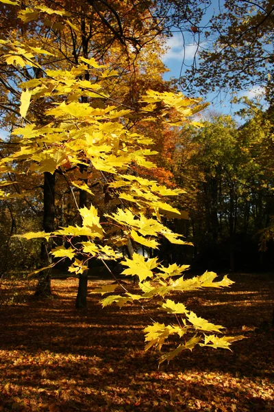 Feuilles d'automne colorées — Photo