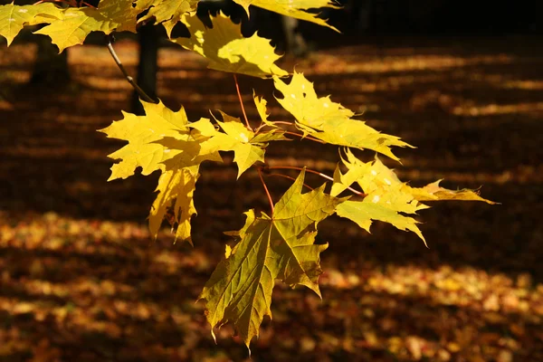 Feuilles d'automne colorées — Photo