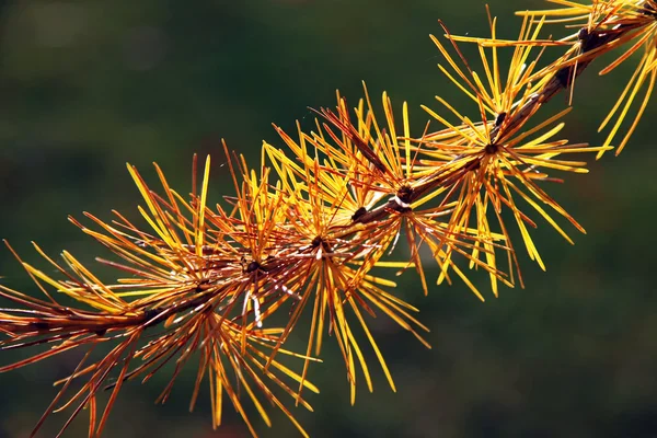 Feuilles d'automne colorées — Photo