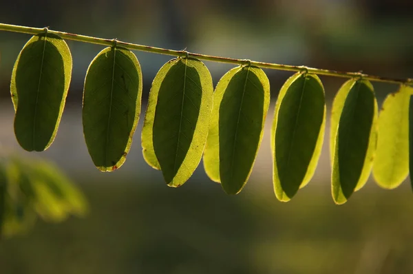 Feuilles d'automne colorées — Photo