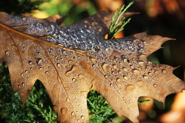 Foglie autunnali con gocce — Foto Stock