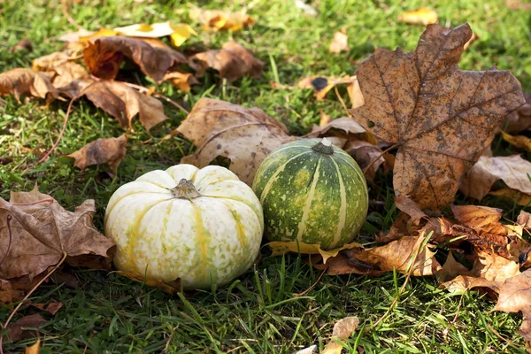 Zucca autunnale in foglie colorate — Foto Stock