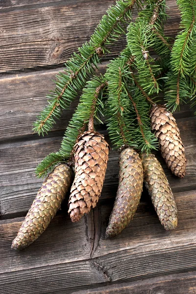 Rama del árbol de Navidad en madera vieja — Foto de Stock