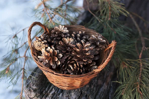 Rieten mand met denneappels — Stockfoto