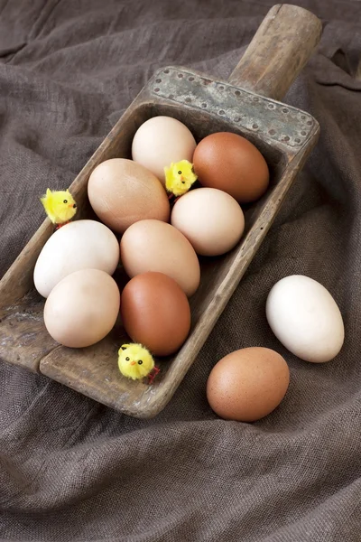 Huhn bunte Eier — Stockfoto