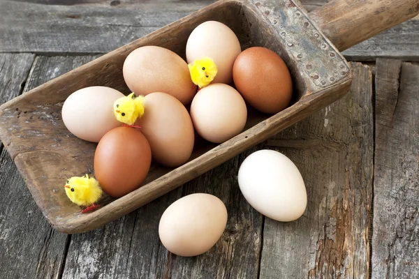 Färgglada hönsägg — Stockfoto