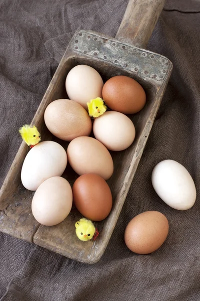 Huhn bunte Eier — Stockfoto