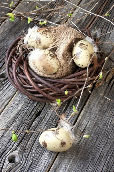 Påsk sammansättning med ägg och våren grenar — Stockfoto