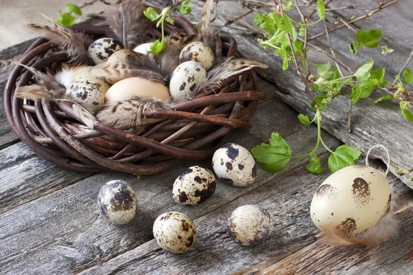 Osterkomposition mit Eiern und Frühlingszweigen — Stockfoto