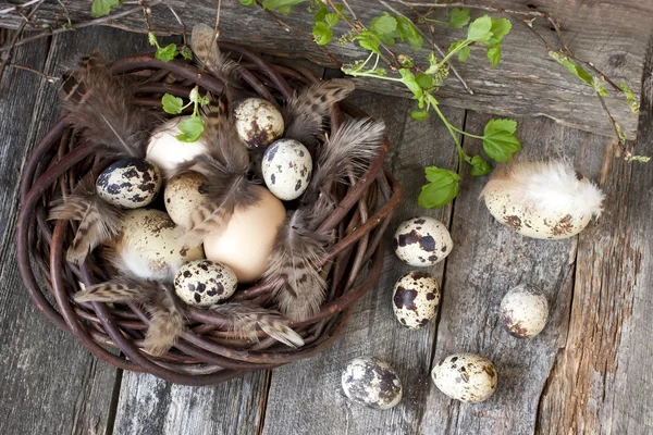 Easter eggs on wooden plank — Stock Photo, Image