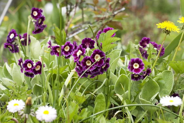美しい pasqueflowers、春の時間 — ストック写真