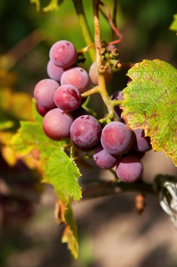 bağ içinde olgunlaşmış üzümler