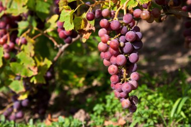 bağ içinde olgunlaşmış üzümler