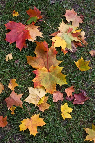 Feuilles d'automne colorées — Photo