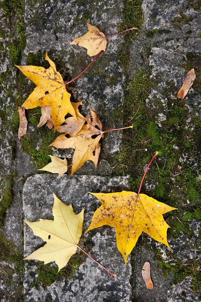 Folhas de outono coloridas — Fotografia de Stock