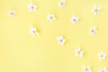 Beyaz bahar çiçekleri ya da sarı arka planda yaz çiçekleri. Metnin için alanı kopyala. Düz yatış stili. Üst Manzara. Çiçek arkaplan. Çiçek tomurcuklarının şekli.