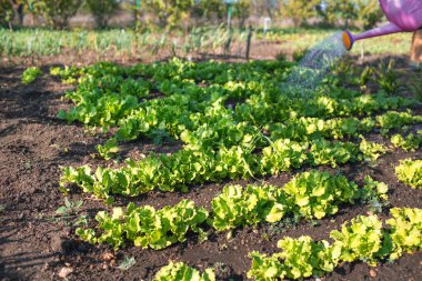 Sebze bahçesinde marul yaprağı yetiştirmek. Sahada sıralar. Tarım. Bitki yetiştiriyorum. Eko toprak kavramı.