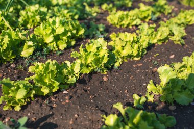 Sebze bahçesinde marul yaprağı yetiştirmek. Sahada sıralar. Tarım. Bitki yetiştiriyorum. Eko toprak kavramı.